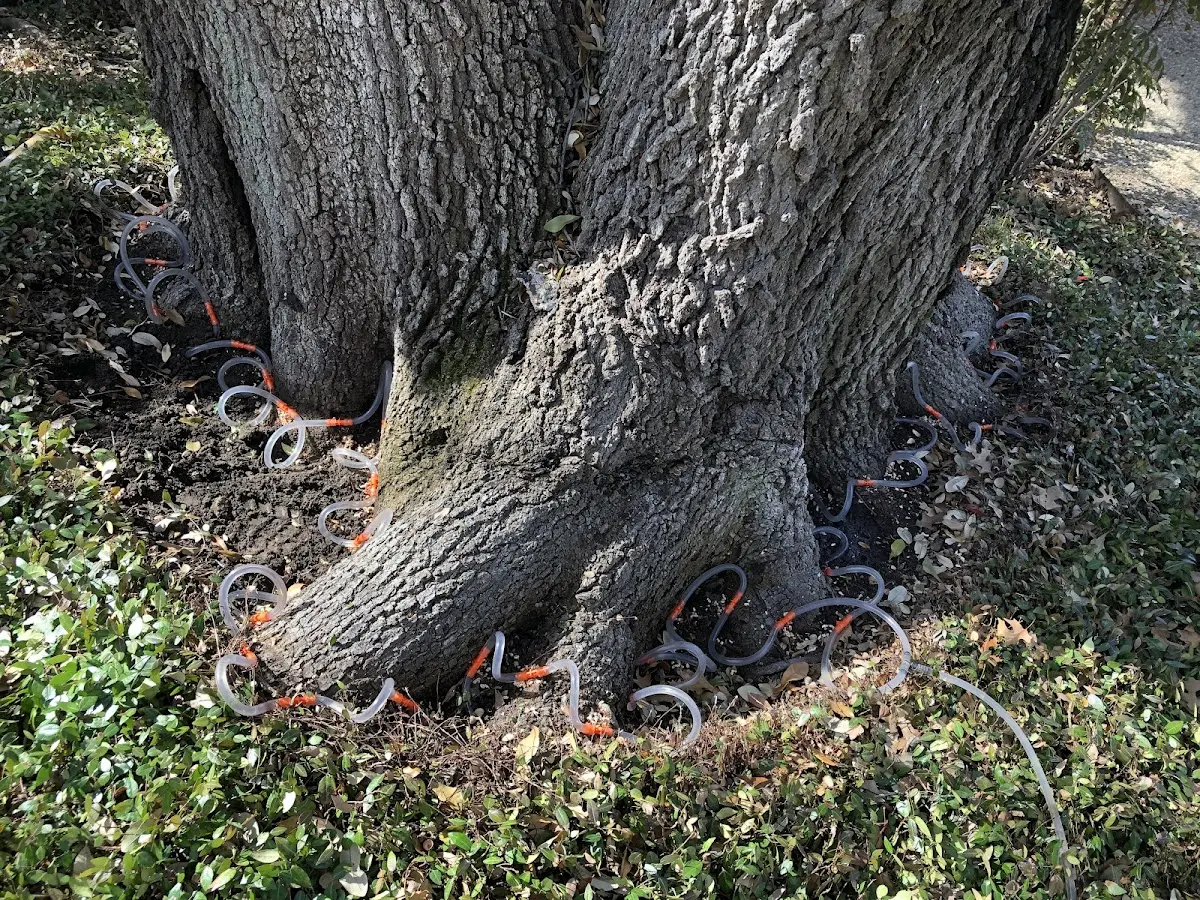 Detailed Tree Cabling and Bracing job site in Bruce Crossing