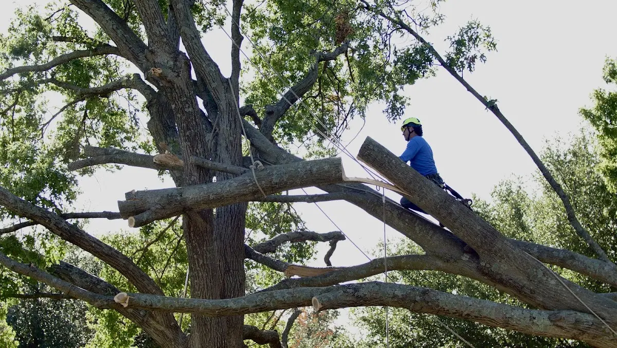 Professional Crown Thinning performed by certified arborists in Bruce Crossing