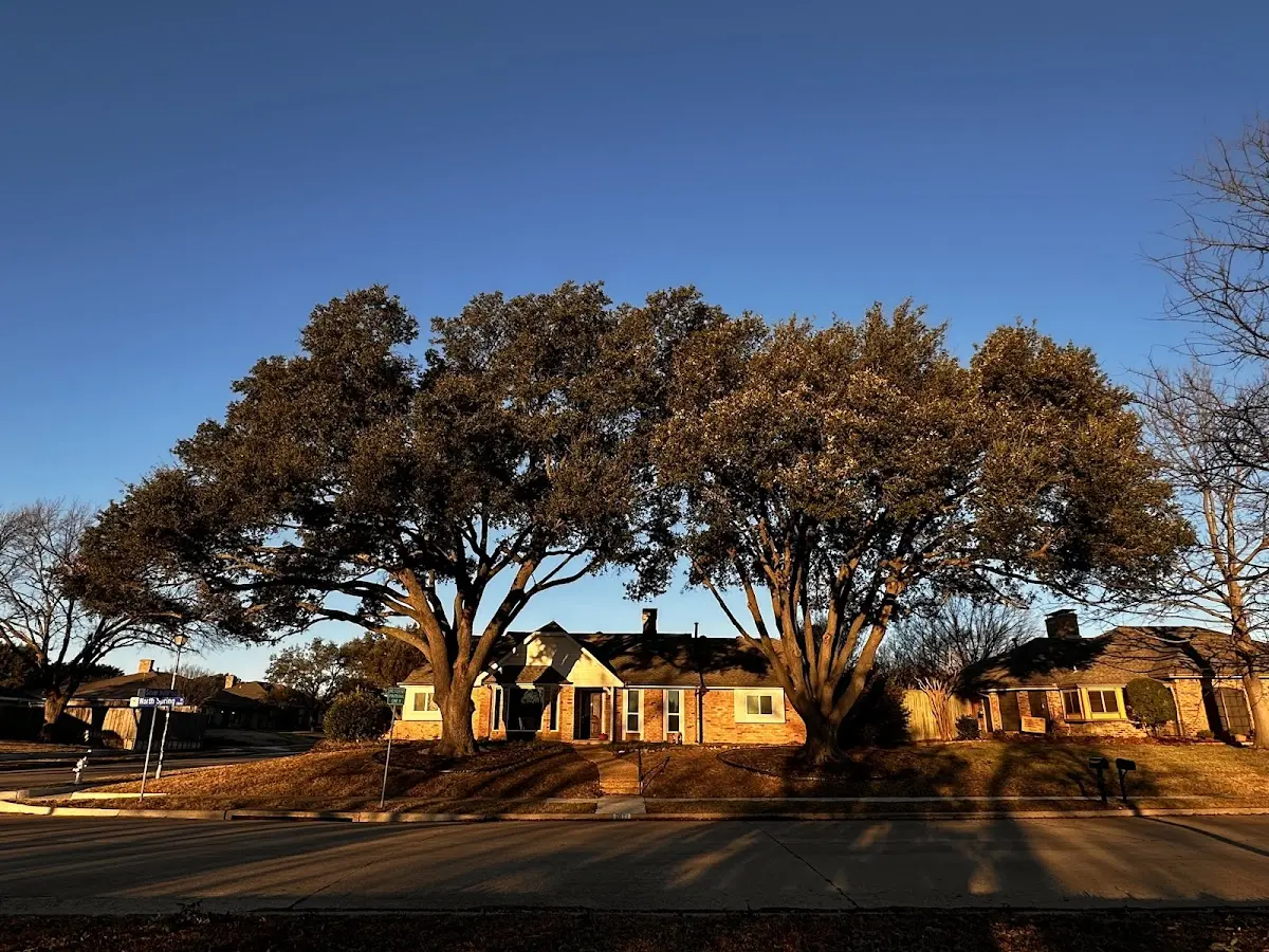 Established residential canopy tree shading a home in Bruce Crossing
